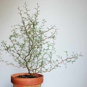 Meet your Posher, Veronica